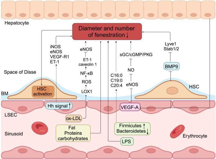 This pathophysiology diagram illustrates the pathological mechanism of liver sinusoidal endothelial cell (LSEC) capillarization, a key event in metabolic dysfunction-associated fatty liver disease (MAFLD) and fibrosis. The visual is organized into distinct anatomical layers: hepatocytes at the top, the Space of Disse containing hepatic stellate cells (HSCs), the basal membrane (BM), and the liver sinusoid containing LSECs and erythrocytes. The central educational focus is the reduction in diameter and number of LSEC fenestrations. The diagram maps multiple signaling pathways contributing to this process: 1) Nutritional factors (excess fat, proteins, carbohydrates) and gut-derived signals (LPS, Bacteroidetes/Firmicutes shifts) influencing fatty acid levels (C16:0, C19:0, C20:4); 2) Oxidative stress pathways where ox-LDL triggers the LOX1/ROS/NF-κB axis, upregulating ET-1 and caveolin 1 while inhibiting eNOS; 3) Paracrine signaling disruptions, including decreased VEGF-A from hepatocytes and BMP9 from HSCs, the latter affecting Lyve1 and Stab1/2; and 4) Intracellular signaling via upregulated Hedgehog (Hh) signals and the sGC/cGMP/PKG pathway. The culmination of these processes leads to LSEC capillarization, basement membrane deposition, and subsequent HSC activation.