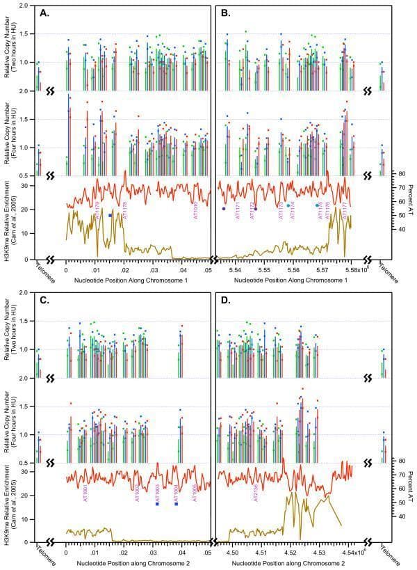 A scientific infographic containing four multi-panel line and bar graphs (A, B, C, D) illustrating DNA replication data for chromosomes 1 and 2 in Schizosaccharomyces pombe. Each graph represents a chromosome end: (A) left end of chromosome 1, (B) right end of chromosome 1, (C) left end of chromosome 2, and (D) right end of chromosome 2. The Y-axes track three primary variables: relative DNA copy number at two hours and four hours in hydroxyurea (HU), H3K9me relative enrichment (a marker for heterochromatin, shown as gold lines), and percent AT content (shown as red lines). The X-axis represents the nucleotide position along the chromosome, beginning with the telomere. The graphs demonstrate a significant correlation between high H3K9me levels in subtelomeric regions and restrained DNA replication, which is further analyzed in wild-type versus checkpoint-mutant strains (indicated by blue, red, and green data points). These diagrams provide a visual comparative analysis of the epigenetic and genetic factors, such as high AT-islands and heterochromatin markers, that influence the timing and efficiency of replication origins across different chromosomal domains.
