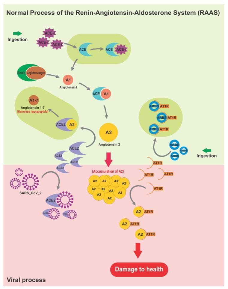A pathophysiology diagram illustrating the interaction between SARS-CoV-2 and the Renin-Angiotensin-Aldosterone System (RAAS). The upper 'Normal Process' panel (green background) depicts the enzymatic cascade where Renin converts Angiotensinogen to Angiotensin I (A1), and Angiotensin-Converting Enzyme (ACE) converts A1 to Angiotensin II (A2). Under physiological conditions, Angiotensin-Converting Enzyme 2 (ACE2) converts A2 into Angiotensin 1-7 (A1-7), characterized as a 'harmless heptapeptide' with vasodilatory effects. The diagram also shows pharmaceutical interventions like ACE inhibitors (ACEi) and Angiotensin Receptor Blockers (ARBs) modulating these pathways. The lower 'Viral process' panel (red background) illustrates SARS-CoV-2 viruses binding to ACE2 receptors. This viral hijacking prevents the degradation of A2, leading to an 'Accumulation of A2'. The resulting excessive A2 binds to Angiotensin II Type 1 Receptors (AT1R), triggering a signaling cascade that results in 'Damage to health', representing the pro-inflammatory and hypertensive complications of COVID-19. This visual comparison highlights the loss of ACE2-mediated protection during viral infection.