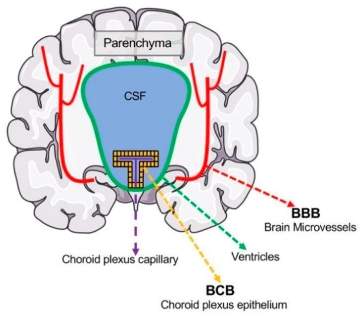 Anatomical diagram of the brain in coronal cross-section, illustrating the primary physiological interfaces between the blood and central nervous system (CNS). The diagram identifies the Blood-Brain Barrier (BBB) and the Blood-CSF Barrier (BCB). The brain parenchyma is shown in gray, containing cerebral microvessels (red lines) that form the BBB, separating the systemic circulation from neurons and glia. Centrally, the ventricular system is depicted in blue (labeled 'CSF') and outlined by a green border. Within the ventricle, the choroid plexus is represented by a yellow epithelial layer and purple capillaries. The BCB is specifically localized to this choroid plexus epithelium, which regulates the transport of materials from the fenestrated choroid plexus capillaries into the cerebrospinal fluid. This schematic serves as an educational resource for neuroanatomy and neurophysiology, highlighting how different cellular interfaces protect the brain's microenvironment and facilitate selective solute exchange.