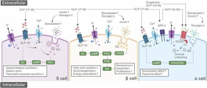 A pathophysiology diagram illustrating the intracellular signaling pathways and endocrine mechanisms of blood glucose reduction by Glucagon-Like Peptide-1 (GLP-1) in pancreatic δ, β, and α cells. The diagram is divided into three sections: 1) The δ cell (purple) shows GLP-1(7-36) activating GLP-1R, increasing cAMP and PKA to promote somatostatin secretion, which inhibits gastrointestinal activities. 2) The β cell (yellow) depicts GLP-1R activation leading to the AC-cAMP-PKA-CREB pathway and the PI3K-Akt cascade, which enhances insulin secretion, suppresses glucagon, and promotes cell survival and proliferation. 3) The α cell (blue) illustrates GLP-1(7-36) and its degradation product GLP-1(9-36) inhibiting glucagon release. Mechanisms include PKA/EPAC signaling and inhibitory G protein (Gi/o) activation via GCGR, leading to secretory granule (SG) undocking. Common elements across all cells include voltage-gated Ca2+ and K+ channels. The diagram highlights the paracrine crosstalk where insulin from β cells and somatostatin from δ cells both contribute to the suppression of glucagon from α cells, collectively maintaining glucose homeostasis.