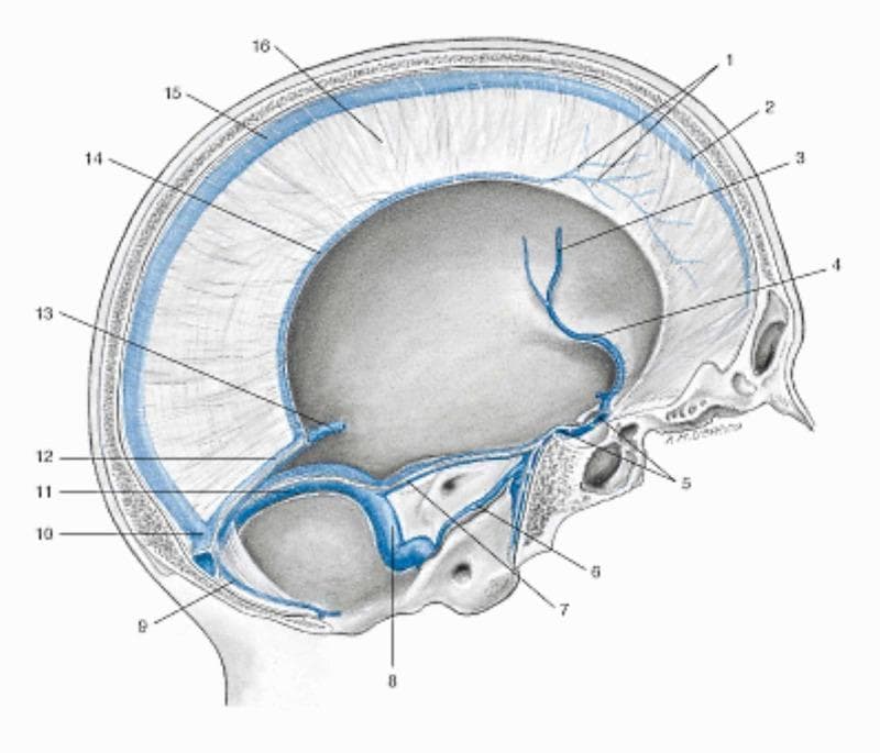An anatomical diagram illustrating the venous sinuses of the dura mater in a sagittal section of the human skull. The illustration highlights the interconnected venous drainage system of the brain. Key structures include the superior sagittal sinus (2, 15) running along the superior border of the falx cerebri (16), and the inferior sagittal sinus (14) at its free margin. The straight sinus (12) is seen connecting the great cerebral vein of Galen (13) and the inferior sagittal sinus to the confluence of sinuses (10). Posteriorly, the occipital sinus (9) and transverse sinus (11) also drain into the confluence. Anterior venous structures include the cavernous sinus (5), sphenoparietal sinus (4), and middle cerebral vein (3). The drainage pathway continues through the superior (7) and inferior (6) petrosal sinuses toward the sigmoid sinus (8), which eventually leads to the internal jugular vein. This diagram serves as a primary educational resource for neuroanatomy, demonstrating the relationship between dural folds and cranial venous outflow.