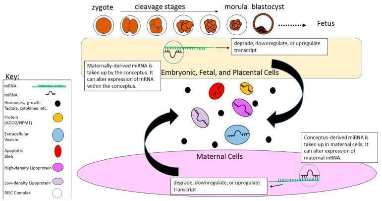 A pathophysiology diagram illustrating bidirectional microRNA (miRNA) crosstalk between embryonic/fetal/placental cells and maternal cells. The top section shows developmental stages from zygote through cleavage, morula, and blastocyst to fetus. Large black arrows indicate the exchange of signaling molecules between the conceptus (yellow region) and maternal tissue (pink region). A central 'Key' identifies various transport vehicles involved in this communication: Extracellular Vesicles (EVs), apoptotic blebs, high-density lipoproteins (HDL), low-density lipoproteins (LDL), and proteins like Argonaute 2 (AGO2) and Nucleophosmin 1 (NPM1). The diagram details a molecular mechanism where transferred miRNA is taken up by recipient cells, associates with a RNA-induced silencing complex (RISC), and binds to complementary target mRNA. This interaction results in the degradation, downregulation, or upregulation of the mRNA transcript. This signaling pathway represents a critical endocrine/paracrine communication system during pregnancy, where maternally-derived miRNA alters conceptus gene expression and conceptus-derived miRNA modifies maternal mRNA expression to support embryonic development and maternal adaptation.