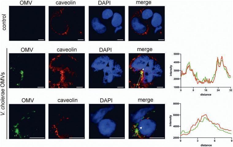 This composite figure contains diagnostic fluorescence microscopy images and corresponding intensity histograms demonstrating the cellular uptake of Vibrio cholerae outer membrane vesicles (OMVs) in human Caco-2 intestinal epithelial cells. The image is organized into three rows: a control group (top) and two V. cholerae OMV-treated samples (middle and bottom). Each row displays four channels: OMV (FITC-labeled, green), caveolin (Cy3-labeled, red), nuclei (DAPI-stained, blue), and a merged image. In the control group, no green OMV signal is present. In contrast, OMV-treated cells show distinct green clusters within the cytoplasm. The merged images for the treated groups exhibit yellow signals, indicating the colocalization of OMVs with caveolin-1. To the right of the treated rows, line histograms plot fluorescence intensity against distance (µm), following the white arrows indicated in the merged images. These plots show synchronous peaks in the red and green channels, quantitatively confirming the colocalization of OMVs with caveolin-mediated endocytic machinery. Scale bars indicate 10 µm.