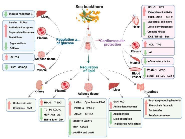 A comprehensive medical pathophysiology diagram illustrating the multi-organ effects of sea buckthorn on metabolic syndrome. The central figure depicts a human body with arrows branching toward three primary physiological targets: Regulation of Glucose, Cardiovascular Protection, and Regulation of Lipids. The diagram uses color-coded arrows (red for increase, green for decrease) to show molecular and biochemical changes. Cardiovascular protection pathways highlight decreased myocardial cell injury and inflammatory markers (IKK̢̢β/NF-κB) with increased vasorelaxant activity and HDL-C. Glucose regulation involves upregulated GLUT4 in adipose tissue and downregulated insulin receptor β in the liver. Lipid regulation effects are shown across the intestines, liver, adipose tissue, plasma, and kidneys, detailing the upregulation of fatty acid oxidation (FAO) and antioxidant enzymes while downregulating adipogenesis, lipid absorption, and systemic cholesterol/triglyceride levels. The illustration serves as an educational summary of how bioactive substances in sea buckthorn modulate metabolic markers and inflammatory pathways in chronic disease contexts.