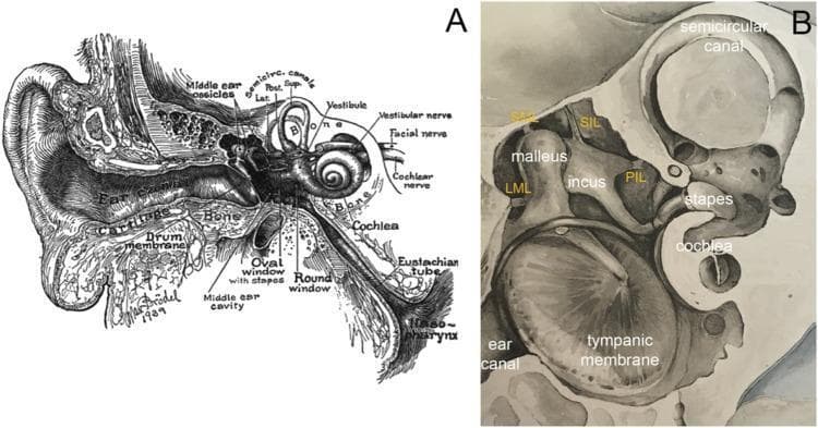 Anatomical diagrams of the human ear and middle ear structures. Panel A is a detailed cross-sectional illustration showing the external ear (pinna, ear canal), middle ear (tympanic membrane, ossicles, eustachian tube), and inner ear (cochlea, semicircular canals, vestibular and cochlear nerves). Panel B provides a magnified view of the middle ear ossicular chain and supporting structures. It illustrates the anatomical relationship between the malleus (attached to the tympanic membrane), the incus, and the stapes (seated at the cochlear oval window). Key ligamentous supports are labeled, including the lateral mallear ligament (LML), superior mallear ligament (SML), superior incudal ligament (SIL), and posterior incudal ligament (PIL). The images serve to demonstrate the mechanical linkage responsible for transmitting acoustic energy from the external environment to the fluid-filled cochlea. The content is suitable for medical education regarding auditory anatomy and pathophysiology.