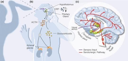 A multi-part medical illustration detailing the neurobiology of the mammalian fear and anxiety response. Section (a) depicts a subject reacting to a threatening stimulus. Section (b) is a pathophysiology diagram of the Hypothalamic-Pituitary-Adrenal (HPA) axis. It illustrates visual stimuli activating the hypothalamus to release Corticotrophin-Releasing Factor (CRF), which stimulates the pituitary gland to release Adrenocorticotrophin-Releasing Hormone (ACTH). ACTH travels to the adrenal glands (positioned above the kidneys), triggering glucocorticoid release. A negative feedback loop is shown where glucocorticoids inhibit the hypothalamus and pituitary. Section (c) provides an enlarged anatomical diagram of brain circuitry. It highlights the amygdala (green) as a central hub, receiving sensory input (purple arrows) from the retina via the thalamus. The diagram also maps the serotonergic pathway (red arrows) originating from the Raphe nuclei in the brainstem and innervating the hippocampus, thalamus, hypothalamus, amygdala, and cortex. This visual summary integrates endocrine and neurological systems involved in stress and emotional regulation.