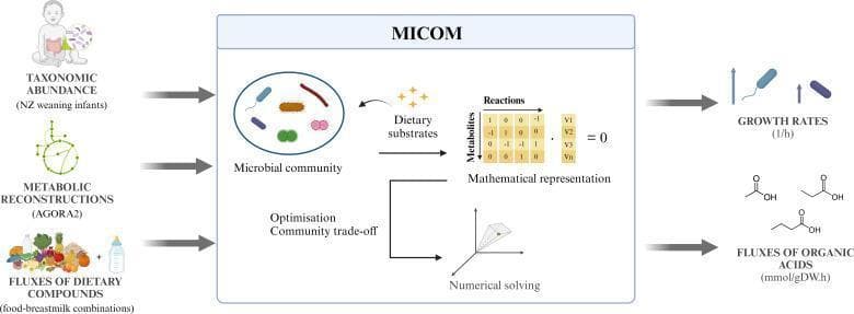 This pathophysiology diagram illustrates the workflow of the MICOM computational model used to predict the impact of infant nutrition on the gut microbiome. The flowchart is divided into three sections: inputs, model processing, and outputs. Inputs include taxonomic abundance data from weaning infants, metabolic reconstructions (using the AGORA2 database), and fluxes of dietary compounds from various food-breastmilk combinations. The central 'MICOM' box depicts the internal logic, showing a microbial community interacting with dietary substrates, represented mathematically via a metabolite-reaction matrix and community trade-off optimization. The model employs numerical solving to generate two primary outputs: microbial growth rates (measured in 1/h) and fluxes of organic acids (measured in mmol/gDW*h), including short-chain fatty acids like acetate, propionate, and butyrate. This educational visual explains the systems biology approach to neonatal nutrition and gastrointestinal microbiology, highlighting the relationship between diet, colonic microbiota metabolism, and the production of health-relevant metabolites.