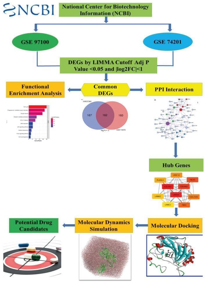 This infographic presents a bioinformatic and computational drug discovery workflow for Huntington's Disease (HD). The flowchart begins with data extraction from the NCBI database, specifically datasets GSE97100 and GSE74201. Differentially Expressed Genes (DEGs) are identified using the LIMMA method with statistical thresholds of an adjusted p-value < 0.05 and |log2FC| < 1. The workflow branches from 'Common DEGs' into two main analytical pathways: Functional Enrichment Analysis (visualized with a gene ratio bar chart for KEGG/Reactome pathways) and Protein-Protein Interaction (PPI) analysis (shown as a complex network diagram). The PPI analysis leads to the identification of 'Hub Genes', specifically emphasizing core nodes like CCN2, LAMA4, and COL4A1. These targets proceed to in-silico validation involving Molecular Docking (depicted with a protein-ligand 3D model) and Molecular Dynamics Simulation (visualized with a solvation box model). The final stage concludes with the identification of 'Potential Drug Candidates' for therapeutic intervention in HD. The diagram effectively illustrates the transition from transcriptomic data to molecular pharmacology.