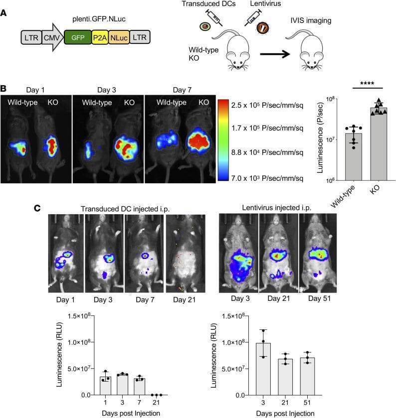 This composite educational image illustrates the use of in vivo bioluminescence imaging (IVIS) to study lentiviral vector transduction efficiency in mice. Section A shows a genetic diagram of the plenti.GFP-NLuc lentiviral vector and the experimental workflow involving intraperitoneal (i.p.) injection into wild-type and SAMHD1-knockout (KO) mice. Section B presents pseudocolored luciferase signal maps comparing wild-type and KO mice at days 1, 3, and 7. The KO mice demonstrate significantly higher luminescence intensity (p≤0.0001), particularly in the abdominal region, indicating that SAMHD1 restricts lentiviral transduction in vivo. Section C compares the durability of luciferase expression between ex vivo transduced dendritic cells (BMDCs) and direct lentivirus injection. Sequential images and bar graphs show that direct lentiviral injection leads to more sustained, high-level expression (extending to day 51) localized primarily to the spleen, whereas transduced BMDCs show diminishing signal by day 21. This material demonstrates concepts in gene therapy, virology, and the role of host restriction factors in viral transduction.
