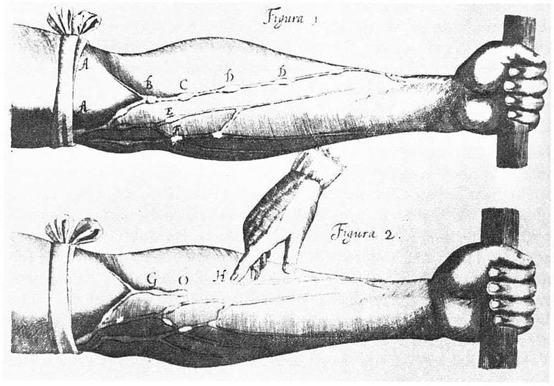 This historical anatomical diagram, famously from William Harvey's 1628 'De Motu Cordis', illustrates the physiological principles of blood circulation and venous valve function. The image consists of two comparative panels, Figura 1 and Figura 2, showing a human forearm with a tourniquet applied proximally. In Figura 1, the superficial veins (labeled B, C, D, E) appear distended and engorged between the tourniquet (A) and the distal hand, which is gripping a rod to further increase venous pressure. Nodes along the veins represent the locations of venous valves, where blood is pooling due to the proximal occlusion. In Figura 2, an external finger (H) is shown depressing a specific segment of the vein to demonstrate that blood flow is unidirectional; the vessel remains collapsed distal to the pressure point, proving that valves prevent retrograde flow toward the hand. This illustration serves as a foundational pedagogical tool in cardiovascular physiology, demonstrating the transition from Galenic theories to the modern understanding of systemic circulation and the function of one-way valves in the venous system.