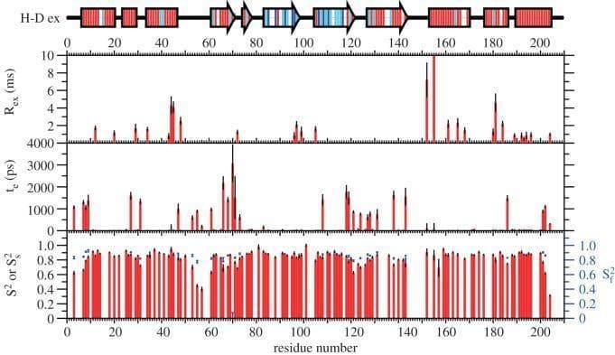 This infographic presents a pathophysiology diagram and data charts illustrating the backbone dynamics of the Latherin protein based on 15N NMR relaxation measurements. The image is divided into a secondary structure schematic at the top and three aligned quantitative graphs below, all indexed by amino acid residue number (0–210) on the x-axis. The secondary structure schematic depicts alpha-helices as red rectangles and beta-strands as yellow arrows. This map is color-coded by hydrogen-deuterium (H-D) exchange rates: red indicates fast exchange (lifetime <20 min), cyan indicates medium exchange (20–480 min), and blue indicates slow exchange (>480 min). The three graphs show dynamic parameters: the top graph plots exchange broadening (R_ex in ms), the middle plots local correlation times (τe in ps), and the bottom plots Lipari-Szabo order parameters (S^2 or S^2_s), which represent structural rigidity. The data reveals that the beta-sheet regions generally exhibit higher order parameters and slower exchange rates compared to the dynamic loops and termini, providing insights into the protein's flexibility and potential for interfacial unfolding.