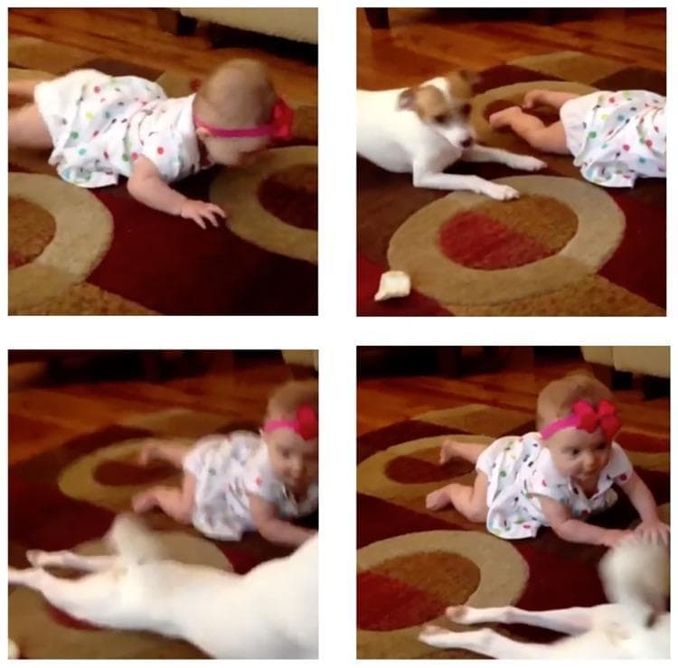 This clinical visual consists of a series of four animation keyframes used as an illustrative re-enactment for behavioral assessment studies. The images depict an infant (approximately 6-9 months old) and a small domestic dog on a patterned rug indoors. The sequence demonstrates developmental milestones related to gross motor skills and social interaction. Specifically, it captures the infant in a prone position, exhibiting crawling behaviors and functional mobility. From a pediatric developmental perspective, the sequence illustrates ‘tummy time’ dynamics, head control, and the infant's ability to engage with a mobile environmental stimulus (the dog). Key visual features include the child's reaching motions, social referencing (looking toward the animal), and the transition between static prone positioning and active crawling. This material is typically utilized in medical education to study infant behavior, motor development, and human-animal interaction within a domestic setting.