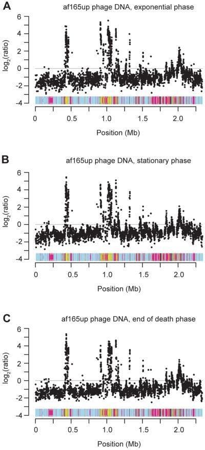This Comparison Chart illustrates the results of microarray hybridization experiments comparing bacteriophage DNA to cellular DNA from Bartonella grahamii strain af165up across three growth phases: (A) exponential phase, (B) stationary phase, and (C) end of death phase. Each panel features a scatter plot where the x-axis represents the bacterial genome position in megabases (Mb), ranging from 0 to approximately 2.3 Mb. The y-axis indicates the log2 ratio of phage DNA to cellular DNA hybridization signals, ranging from -4 to 6. Below each x-axis is a color-coded genomic map identifying specific regions, including prophage loci. Across all phases, distinct signal peaks (log2 ratio between 4 and 6) are observed at approximately 0.4–0.5 Mb and 1.0–1.2 Mb, indicating significant over-representation of phage sequences at these sites regardless of growth stage. This visual data demonstrates that prophage induction and replication are consistent biological processes throughout the bacterial life cycle, even in viable exponential phase cells, supporting the understanding of horizontal gene transfer mechanisms in Bartonella species.