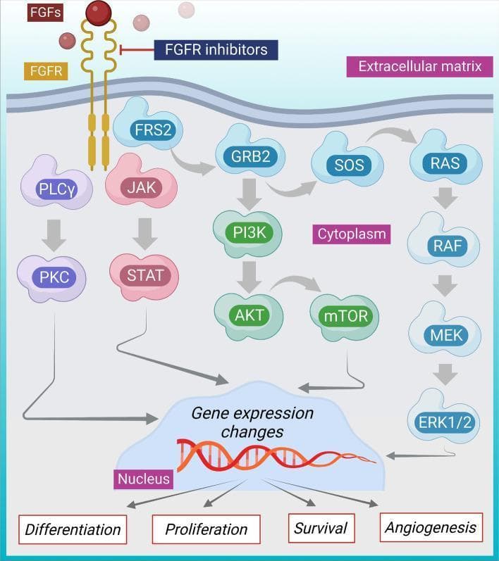 This medical illustration depicts the Fibroblast Growth Factor Receptor (FGFR) signaling pathway, a key mechanism in oncology, particularly breast cancer. The diagram is organized vertically, showing signal transduction from the extracellular matrix, through the cell membrane and cytoplasm, to the nucleus.
At the top, Fibroblast Growth Factors (FGFs) bind to the transmembrane FGFR, inducing receptor dimerization. FGFR inhibitors are shown targeting this initial step. Intracellularly, the signal branches into four major cascades:
1. PLCγ leading to Protein Kinase C (PKC) activation.
2. JAK activating STAT proteins.
3. FRS2/GRB2/SOS activating the PI3K/AKT/mTOR pathway.
4. The RAS/RAF/MEK/ERK1/2 (MAPK) pathway.
All four pathways converge on the nucleus to induce 'Gene expression changes,' illustrated by a DNA double helix. These genomic changes drive downstream oncogenic cellular responses including differentiation, proliferation, survival, and angiogenesis. The diagram uses arrows to indicate activation and T-bars to represent therapeutic inhibition, serving as an educational model for targeted cancer therapy.