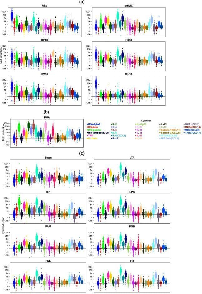 This Comparison Chart illustrates cytokine response patterns in human peripheral blood mononuclear cells (PBMCs) across various stimuli. The data is presented in three panels of beeswarm plots: (a) Viral stimuli including RSV, RV1B, RV16, polyIC, R848, and CpGA; (b) T-cell stimulus PHA; and (c) Bacterial stimuli including Strpn, LTA, Hin, LPS, PAM, PGN, FSL, and Fla. The y-axis represents 'Fold induction' (response/media) on a logarithmic scale from 1/16 to 1024, with a horizontal reference line at 1. The chart tracks 28 distinct cytokines, color-coded and labeled (e.g., IFN-alpha2, IL-6, TNF, IFN-gamma, and CXCL10/IP-10). Each dot represents an individual subject (child), revealing inter-individual variability. Viral stimuli demonstrate strong induction of interferon-alpha2 and IP-10, while bacterial stimuli show potent induction of pro-inflammatory cytokines like IL-6 and TNF. PHA exhibits a distinct signature favoring T-cell cytokines like IL-2 and IFN-gamma. The diagram serves as an educational tool for comparing innate and adaptive immune signaling pathways and understanding the specificity of pathogen-associated molecular patterns (PAMPs).