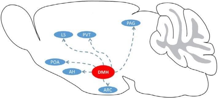 Anatomical diagram and neural pathway schematic showing the central role of the Dorsomedial Hypothalamic nucleus (DMH) in mammalian brain circuitry. The image features a simplified sagittal outline of a mammalian brain, including a detailed representation of the cerebellar folia. The DMH is highlighted as a red central hub, with dashed blue arrows indicating axonal projections or signaling pathways to several key neuroanatomical regions labeled in blue ovals. These regions include the preoptic area (POA), lateral septum (LS), paraventricular nucleus of the thalamus (PVT), periaqueductal gray (PAG), arcuate nucleus (ARC), and the anterior hypothalamus (AH). This infographic illustrates the neuroanatomical connectivity of RF-amide-related peptide (RFRP) neurons, focusing on their potential influence on reproductive regulation and the hypothalamic-pituitary-gonadal (HPG) axis. The diagram is designed for educational purposes in neurobiology and endocrinology to visualize the integrative function of the DMH in modulating physiological processes across various brain centers.