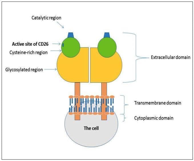 This medical illustration depicts the quaternary protein structure of CD26 (Dipeptidylpeptidase IV), presented as a homodimeric type II transmembrane glycoprotein. The diagram illustrates two identical subunits arranged symmetrically across the plasma membrane. Each subunit is divided into three primary functional domains: the extracellular domain, the transmembrane domain, and the cytoplasmic domain. The large extracellular domain is further subdivided into a catalytic region at the distal end, an active site (represented as a green sphere), a cysteine-rich region, and a glycosylated region (represented by yellow structures). The transmembrane domain is shown as an alpha-helical structure traversing the lipid bilayer, represented by a schematic of blue phospholipids with orange spheres. The cytoplasmic domain is depicted as a grey semi-circle extending into the cell interior. This schematic provides a fundamental educational overview of the molecular architecture of CD26, highlighting the orientation and localization of domains responsible for its enzymatic and non-enzymatic signaling functions.