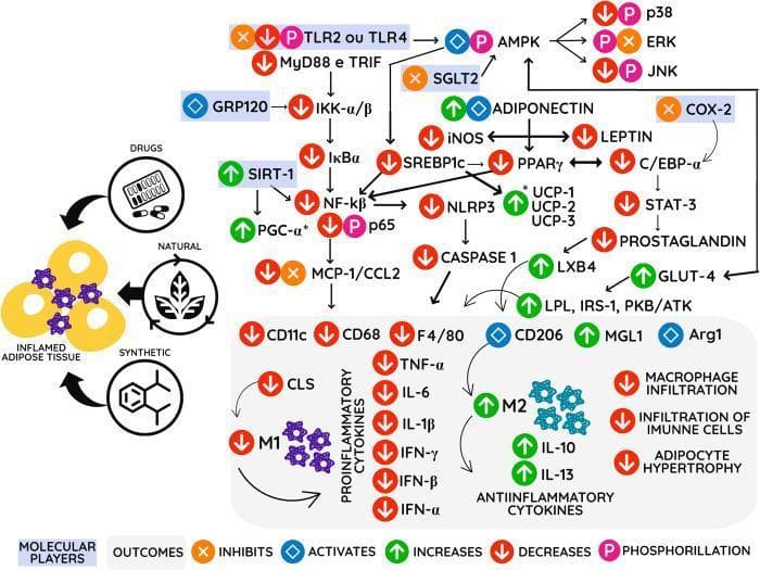 A complex pathophysiology diagram and signaling pathway illustrating the mechanism of action for anti-inflammatory agents (drugs, natural, and synthetic compounds) on inflamed adipose tissue. The visual maps a cascade of intracellular and extracellular molecular players within a hypothetical adipocyte and surrounding immune environment. Key signaling nodes include the inhibition of TLR2/4, MyD88, and TRIF, alongside the activation of AMPK, GRP120, and SIRT-1. The diagram details the downregulation of pro-inflammatory pathways, specifically the NF-kβ complex and its downstream chemokines like MCP-1/CCL2. It also highlights the modulation of metabolic regulators such as PPAR-γ, SREBP1c, and UCP-1/2/3. In the lower section, the diagram shows the transition from a pro-inflammatory M1 macrophage phenotype (characterized by TNF-α, IL-6, and IL-1β) toward an anti-inflammatory M2 phenotype (indicated by IL-10, IL-13, and Arg1). The overall clinical outcomes depicted include reduced macrophage infiltration, decreased adipocyte hypertrophy, and improved insulin sensitivity markers such as GLUT-4 and IRS-1. Symbol legends indicate activation, inhibition, and phosphorylation states for each molecular player.