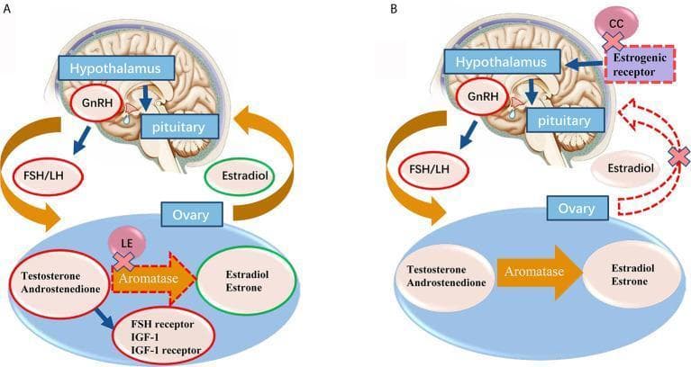 A comparative medical illustration detailing the mechanisms of action for ovulation induction agents on the hypothalamic-pituitary-ovarian (HPO) axis. Section A depicts the mechanism of Letrozole (LE), showing its inhibitory effect on the aromatase enzyme within the ovary. This blockade prevents the conversion of testosterone and androstenedione to estradiol and estrone, leading to intraovarian androgen accumulation and increased FSH receptor and IGF-1 expression. This process releases the HPO axis from estrogen's negative feedback while maintaining normal central feedback loops. Section B illustrates the mechanism of Clomiphene Citrate (CC), which acts centrally by binding to and blocking estrogenic receptors in the hypothalamus. This inhibits the negative feedback loop of estradiol (marked by red dashed lines and 'X' symbols), thereby stimulating the release of GnRH from the hypothalamus and FSH/LH from the pituitary to promote follicular development. Both diagrams use anatomical icons of the brain and ovary with labeled pathways for GnRH, FSH/LH, and steroid hormones to contrast peripheral enzymatic inhibition versus central receptor antagonism.