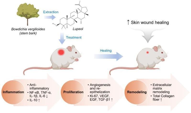 A medical infographic and pathophysiology diagram illustrating the therapeutic effect of Lupeol on the skin wound healing process. The diagram utilizes a rat model to visualize transition through three clinical phases: Inflammation, Proliferation, and Remodeling. Lupeol, shown as a chemical structure extracted from Bowdichia virgilioides, is applied as a treatment to a cutaneous wound. During the Inflammation phase, Lupeol modulates molecular pathways by decreasing pro-inflammatory markers (NF-κB, TNF-α, IL-1β, and IL-6) and increasing the anti-inflammatory cytokine IL-10. In the Proliferation phase, it promotes angiogenesis and re-epithelization through the upregulation of Ki-67, VEGF, EGF, and TGF-β1. The final Remodeling phase is characterized by increased total collagen fiber production and extracellular matrix remodeling, resulting in visible wound closure. The illustration demonstrates the multi-target mechanism of action of Lupeol in accelerating cutaneous repair by modulating growth factor expression and cytokine levels.