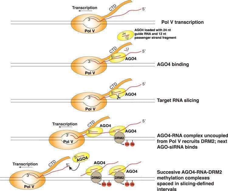 This molecular biology diagram illustrates a five-step model for discontinuous RNA-directed DNA methylation (RdDM) involving the coordination of Pol V, AGO4, and DRM2. 1) Pol V transcription: RNA polymerase V transcribes scaffold RNA from a DNA template. 2) AGO4 binding: An ARGONAUTE 4 (AGO4) protein, pre-loaded with a 24-nt guide RNA and a 12-nt passenger fragment, binds to the nascent Pol V transcript via protein-protein interactions with the Pol V C-terminal domain (CTD). 3) Target RNA slicing: AGO4 cleaves the Pol V transcript at specific sites. 4) Recruitment of DRM2: The sliced AGO4-RNA complex uncouples from the polymerase and recruits DRM2 (Domains Rearranged Methyltransferase 2), which initiates DNA methylation (indicated by 'Me' markers). 5) Formation of methylation intervals: The process repeats as Pol V continues elongation, resulting in multiple, successive AGO4-RNA-DRM2 complexes tethered along the DNA at slicing-defined intervals. This mechanism explains how cotranscriptional slicing by AGO4 facilitates the recruitment of the DNA methylation machinery in a spatially discrete manner.