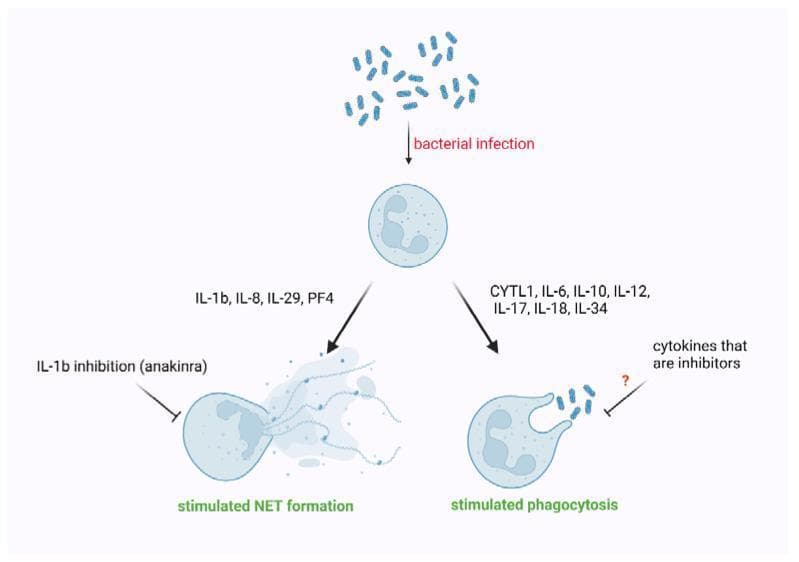 This pathophysiology diagram illustrates the modulation of neutrophil effector functions by specific cytokines during bacterial infection, focusing on two primary pathways: NET formation and phagocytosis. At the top, bacterial infection triggers the activation of a neutrophil. The left pathway shows 'stimulated NET formation' (neutrophil extracellular traps), where the cell extrudes web-like DNA structures; this process is promoted by IL-1b, IL-8, IL-29, and PF4, while being inhibited by IL-1b inhibition (anakinra). The right pathway shows 'stimulated phagocytosis', where the neutrophil membrane engulfs bacteria; this process is stimulated by cytokines including CYTL1, IL-6, IL-10, IL-12, IL-17, IL-18, and IL-34. The diagram uses standard flow logic to represent immunological signaling, highlighting the clinical relevance of cytokine balance in conditions like sepsis and the potential for therapeutic intervention through cytokine inhibition. This visual serves as an educational summary of innate immune responses and inflammatory mediators for intermediate to advanced medical students.