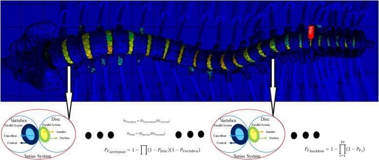 This infographic and computational diagram illustrate a 3D Finite Element Analysis (FEA) of a human vertebral column with scoliosis. The main visual features a mesh-based structural model of the spine against a blue background, displaying the characteristic lateral curvature of scoliosis. Color-coded heat mapping on the intervertebral discs and vertebrae indicates stress distribution, with green, yellow, and red zones representing increasing mechanical strain; a 'Max' tag identifies the peak stress point, typically near inflection points of the spinal curve. Below the 3D model, two circular inset diagrams provide a schematic breakdown of the 'Series System' and 'Parallel System' used for reliability modeling. These diagrams define the vertebra as a combination of cortical and cancellous bone, and the intervertebral disc as a combination of the annulus fibrosus and nucleus pulposus. Mathematical formulas for probability of failure (Pf) are interspersed, detailing sectional and total backbone reliability calculations. This visual is designed for advanced biomechanical engineering and orthopedic research contexts to assess structural integrity and system reliability in spinal disorders.