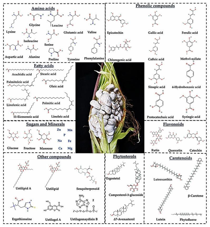 An educational infographic summarizing the nutritional and phytochemical composition of huitlacoche (corn smut), caused by the biotrophic fungus Ustilago maydis. The central image is a clinical photograph of an infected corn ear, demonstrating characteristic galls: swollen, irregularly shaped kernels transformed into grayish-white fungal masses. Surrounding the photograph are chemical diagrams (ball-and-stick models) categorized by molecular class, illustrating the fungus's biochemical profile. These include essential and non-essential amino acids (e.g., lysine, leucine, glutamic acid), long-chain fatty acids (e.g., oleic and linoleic acid), sugars, and essential minerals (Zn, Mn, Fe, Mg). The graphic also highlights diverse bioactive secondary metabolites such as phenolic acids (ferulic, chlorogenic), flavonoids (quercetin, rutin), phytosterols (ergosterol), and carotenoids (beta-carotene, lutein). Specialized fungal compounds like ustilipids and ergothioneine are also featured. This visual serves to educate on the interface of phytopathology and human nutrition, emphasizing the transformation of a crop pathogen into a nutrient-dense food source with potential therapeutic properties.