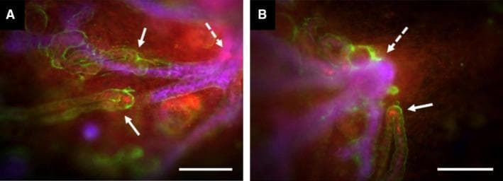 This dual-panel fluorescence microscopy image (A and B) demonstrates the developmental orientation of the loop of Henle in cultured embryonic mouse kidney cortex (E11.5 + 7d). The visual captures two primary tubular systems: the branching collecting duct system, stained purple-blue (CalbindinD28k), and the developing loops of Henle, delineated by green and red signals. The green fluorescence (anti-laminin) marks the basement membranes of the tubules, while the red signal identifies Tamm-Horsfall Protein (THP), a marker for maturing loops of Henle. Solid white arrows highlight the hairpin-like terminal ends or 'tips' of these loops, where red THP expression is most intense. Dotted white arrows point to the primary branch points of the collecting duct network. The images illustrate a clear centripetal growth pattern, where the loops of Henle extend and orient themselves toward the oldest, largest junctions of the collecting duct system. This configuration serves as an educational model for renal morphogenesis and the spatial navigation of nephron segments during kidney development. Scale bars: 200 μm.