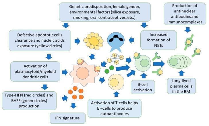 A pathophysiology diagram illustrating the integrated innate and adaptive immune pathways in the pathogenesis of Systemic Lupus Erythematosus (SLE). The process begins with genetic predisposition and environmental triggers (e.g., UV exposure, smoking), leading to defective clearance of apoptotic cells and increased formation of Neutrophil Extracellular Traps (NETs). These processes expose self-nucleic acids (represented by yellow circles) to the immune system. Plasmacytoid and myeloid dendritic cells are activated via toll-like receptors, resulting in the secretion of Type-I Interferon (IFN, red circles) and B-cell activating factor (BAFF, green circles). This cytokine milieu promotes an 'IFN signature' and stimulates self-reactive T-cells and B-cells. Activated B-cells differentiate into long-lived plasma cells within the bone marrow, which continuously produce antinuclear antibodies (ANA). The diagram concludes with the formation of immune complexes (antibodies bound to nuclear antigens) that precipitate in tissues, leading to systemic inflammation and organ damage. The flowchart uses color-coded icons to distinguish molecular components and arrows to denote the sequential activation pathways and cellular interactions.