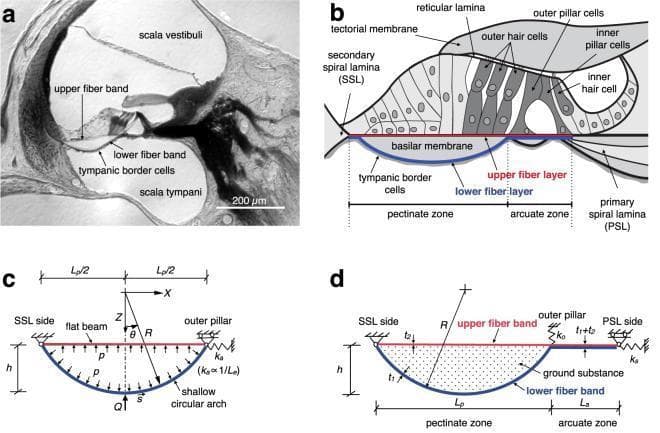 A multi-panel figure illustrating the ultrastructure and biomechanical modeling of the gerbil cochlea, specifically the basilar membrane (BM) and organ of Corti. Panel (a) is a microscopy image showing the anatomical cross-section with a flat upper fiber band, an arch-shaped lower fiber band, and associated tympanic border cells (TBCs) bordering the scala tympani. Panel (b) provides a detailed anatomical diagram identifying the arcuate zone (AZ) and pectinate zone (PZ). In the AZ, collagen fibers form a unified layer, while in the PZ, they bifurcate into upper and lower layers separated by ground substance. Other structures shown include the tectorial membrane, reticular lamina, hair cells, and pillar cells. Panels (c) and (d) present the 'arch-beam model' (ABM), a biomechanical schematic representing the PZ as a shallow circular arch coupled to a flat beam. Mechanical parameters such as point-load (Q), internal pressure (p), and spring stiffness (ka, ks, ko) are defined to simulate the stiffness and deflection profiles of the BM between the primary spiral lamina (PSL) and secondary spiral lamina (SSL).