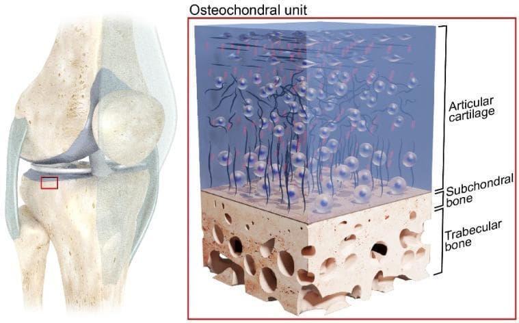 This medical illustration depicts the anatomical structure of the human osteochondral unit, with a contextual focus on the knee joint. The image consists of two parts: a macro-level schematic of the knee joint and a micro-level cross-sectional diagram of the osteochondral tissues. The knee schematic highlights the proximal tibia as the source of the tissue sample. The detailed cross-section identifies three primary layers: the Articular Cartilage (AC), the Subchondral Bone (SB), and the Trabecular Bone (TB). The Articular Cartilage is shown as a thick, blue-tinted translucent layer containing chondrocytes organized within an extracellular matrix, transitioning from horizontally oriented cells at the surface to vertically aligned cells in the deeper zones. Below this lies the Subchondral Bone, a thin, dense, beige layer that serves as the interface between cartilage and bone. The base layer is the Trabecular Bone (cancellous bone), characterized by its highly porous, honeycomb-like structure with irregular voids. This diagram illustrates the integrated mechanical system responsible for load distribution and low-friction motion within musculoskeletal joints.