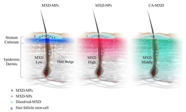 An anatomical diagram illustrating the targeted delivery of minoxidil (MXD) into hair follicles using three different pharmaceutical formulations: MXD microparticles (MXD-MPs), MXD nanoparticles (MXD-NPs), and a commercially available MXD solution (CA-MXD). The diagram depicts a cross-section of human skin, including the stratum corneum, epidermis, and dermis, featuring a central hair follicle with labeled regions for the hair bulge and bulb. Visual coding shows: 1) MXD-MPs (blue) resulting in low drug concentration at the hair bulge and significant accumulation at the stratum corneum; 2) MXD-NPs (pink/red) demonstrating high concentration and deep penetration into the hair bulge, where hair follicle stem cells (lavender spheres) are located; and 3) CA-MXD (teal) showing middle-range concentration levels. The illustration emphasizes the follicular delivery pathway, suggesting that nanoparticle-based formulations facilitate superior drug accumulation in the bulge region, which is critical for activating epithelial stem cells and promoting hair growth, while potentially minimizing systemic absorption through the stratum corneum.