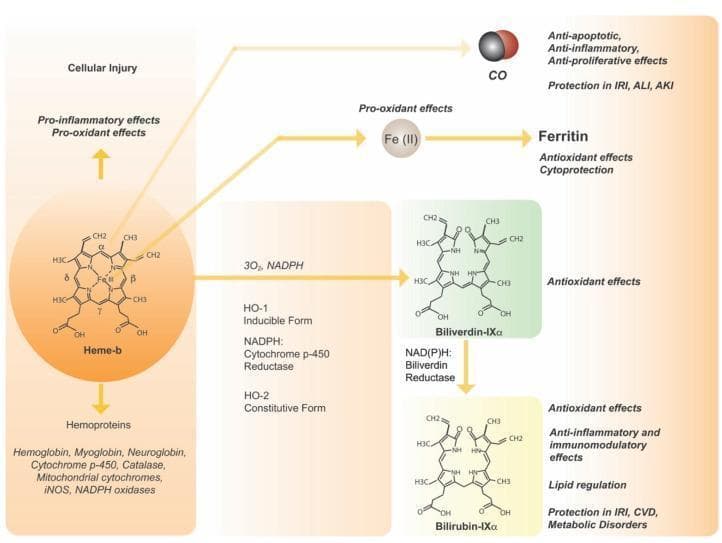 A detailed metabolic signaling pathway diagram illustrating the enzymatic catabolism of heme and its clinical implications. The diagram begins with Heme-b (central iron coordinated in a tetrapyrrole ring), which can contribute to hemoproteins or induce pro-inflammatory/pro-oxidant effects during cellular injury. The primary pathway shows heme oxygenase (inducible HO-1 and constitutive HO-2) catalyzing the conversion of heme to Biliverdin-IX̑ in the presence of 3O2, NADPH, and NADPH: Cytochrome p-450 Reductase. This reaction releases Carbon Monoxide (CO), which exerts anti-apoptotic and anti-inflammatory effects (protecting against IRI, ALI, and AKI), and Ferrous Iron (Fe-II), which can act as a pro-oxidant or trigger Ferritin for cytoprotection. Biliverdin-IX̑ is subsequently reduced to Bilirubin-IX̑ via NAD(P)H: Biliverdin Reductase. Both biliverdin and bilirubin are shown with their molecular structures and are associated with antioxidant, immunomodulatory, and lipid-regulating effects, offering protection in cardiovascular and metabolic disorders. This infographic serves as a comprehensive visual for cellular biochemistry and the cytoprotective roles of the HO system.