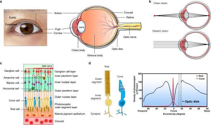 Educational medical illustration of ocular anatomy and the visual process. (a) A clinical photograph of a human eye paired with a sagittal schematic of the eyeball, labeling the cornea, sclera, iris/pupil, lens, ciliary body, vitreous body, choroid, retina, optic disc, and optic nerve. (b) A comparison of visual accommodation, showing the lens thickening for close vision and thinning for distant vision to focus light precisely on the retina. (c) A cross-sectional anatomical diagram of the retina, detailing the cellular layers from the choroid and retinal pigment epithelium through the photoreceptor layer (rods and cones), horizontal, bipolar, amacrine, and ganglion cell layers. (d) A specialized illustration of rod and cone cell morphology (left) and a comparative line graph showing photoreceptor density across the retinal eccentricity. The graph highlights the sharp peak of cone density at the fovea and the high density of rods in the peripheral (nasal and temporal) retina, with both photoreceptor types absent at the optic disc (blind spot).