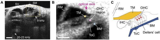 This figure presents optical coherence tomography (OCT) imaging and anatomical schematics of the mouse cochlea used for auditory research. Panel A is a cross-sectional OCT image showing the three fluid-filled scalae: scala vestibuli (SV), scala media (SM), and scala tympani (ST). A yellow dotted box highlights the apical region tuned to 9 kHz, while an arrow indicates the middle-turn region tuned to 20-23 kHz. Panel B provides a magnified view of the 9 kHz region, detailing key micromechanical structures including Reissner’s membrane (RM), the tectorial membrane (TM), the outer hair cell (OHC) region, the basilar membrane (BM), and the tunnel of Corti (ToC). Colored dots indicate specific measurement points, and a pink arrow defines the optical axis used for vibration measurements. Panel C is a corresponding anatomical diagram labeling the inner hair cells (IHC), OHCs, Deiters' cells, TM, BM, RM, and ToC. This educational resource illustrates the application of high-resolution imaging to study cochlear frequency tuning and the physiological mechanics of the organ of Corti.