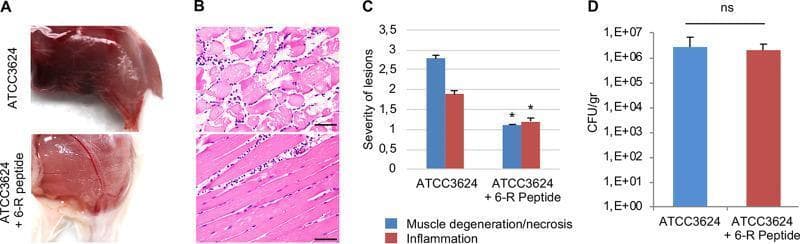 Educational figure illustrating the inhibitory effects of the 6-R peptide on Clostridium perfringens type A-induced gas gangrene in a mouse model. (A) Clinical photographs showing macroscopic pathology: the limb infected with ATCC 3624 alone displays severe dark-red discoloration and edema indicative of hemorrhage and necrosis, while the 6-R peptide-treated limb shows significantly reduced inflammation. (B) Histopathological H&E-stained sections (scale bar: 50 μm) comparing microscopic changes: ATCC 3624 alone causes severe myonecrosis with disorganized, fragmented muscle fibers and widespread cellular damage; in contrast, the 6-R peptide-treated sample maintains organized muscle architecture with minimal inflammatory neutrophil infiltration. (C) Bar graph quantifying histological scores for muscle degeneration/necrosis and inflammation, showing a statistically significant reduction (p < 0.05) in lesion severity with 6-R peptide treatment. (D) Growth yield comparison (CFU/gr) showing no significant difference (ns) in bacterial recovery between the groups, indicating that the peptide reduces virulence rather than inhibiting bacterial growth in vivo. This figure demonstrates the role of quorum-sensing inhibition in mitigating toxin-mediated tissue damage.