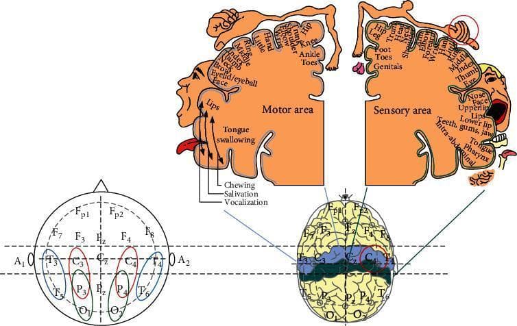 A multi-panel medical diagram illustrating electroencephalography (EEG) electrode placement and cortical mapping. The lower-left panel shows a standard 10-20 international system head map, labeling positions including Frontal-polar (Fp1, Fp2), Frontal (F3, Fz, F4), Central (C3, Cz, C4), Parietal (P3, Pz, P4), Temporal (T3-T6), and Occipital (O1, O2). Specific electrode pairs (T3-C3-P3-O1 and T4-C4-P4-O2) are highlighted, indicating bipolar recording configurations. The central lower figure depicts these electrodes on a 3D brain model, emphasizing the sensorimotor strip (precentral and postcentral gyri) in blue and green. The upper panels display the motor and sensory homunculi, providing a visual representation of somatotopic organization. The motor area maps cortical regions to body parts such as the thumb, face, and tongue for movement control, while the sensory area maps regions for tactile perception, including the genitals, feet, and hands. A red circle highlights the C4 electrode region, correlating with sensory input from the palm, demonstrating the relationship between specific scalp electrode locations and corresponding cortical functional zones.