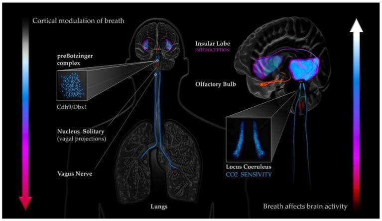 This pathophysiology diagram illustrates the bidirectional coupling mechanisms between respiratory dynamics and cortical activity. The central figure depicts an anatomical pathway starting from the lungs, connecting via the Vagus Nerve to the Nucleus Solitary (vagal projections) in the brainstem. Key respiratory control centers are highlighted, including the preBotzinger complex (noting Cdh9/Dbx1 neurons). A sagittal brain section on the right details higher-order structures involved in this loop: the Olfactory Bulb, the Locus Coeruleus (linked to CO2 sensitivity), and the Insular Lobe (associated with interoception). Visual callouts provide magnified views of cellular populations within the preBotzinger complex and the bilateral structure of the Locus Coeruleus. Vertical gradient arrows signify the dual nature of this system: 'Cortical modulation of breath' (descending) and 'Breath affects brain activity' (ascending). This infographic serves as an educational tool for understanding the neuroanatomical basis of respiratory-attentional synchronization and autonomic nervous system regulation.