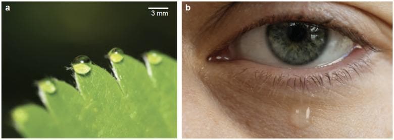 A comparison of gravitational fluid ejection mechanisms in biological systems. Image (a) is a macro photograph of plant guttation, showing spherical xylem fluid droplets adhering to the serrated margin (hydathodes) of a strawberry leaf, with a 3 mm scale bar for reference. Image (b) is a clinical photograph of a human eye demonstrating tear film dynamics and lacrimal drainage. The image highlights the ocular surface, the eyelid margin with eyelashes, and the lacrimal puncta (drainage openings) at the medial canthus. Excessive tearing (epiphora) is illustrated by a large, clear tear droplet suspended from the lower eyelid margin and tracking down the infraorbital skin. The comparison illustrates how both systems manage fluid overflow—via xylem exudation in plants and tear drainage/overflow in humans—governed by the interplay of surface tension, capillary adhesion, and gravitational forces.