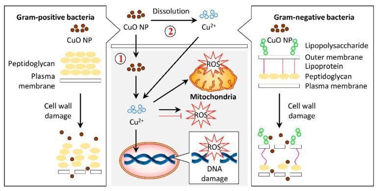 A pathophysiology diagram illustrating the antibacterial mechanisms of copper oxide nanoparticles (CuO NPs) on Gram-positive and Gram-negative bacteria. The left panel shows Gram-positive bacteria with a thick peptidoglycan layer above a plasma membrane. The right panel shows Gram-negative bacteria with a complex cell wall including lipopolysaccharides, an outer membrane, lipoproteins, and a thin peptidoglycan layer. Both panels demonstrate CuO NPs causing cell wall damage and lysis. The central panel details the intracellular bactericidal pathway labeled as mechanism 1 and 2. Mechanism 1 involves the internalization of CuO NPs into the cytosol, while mechanism 2 illustrates the dissolution of CuO NPs into copper ions (Cu2+) which then permeate the cell. Inside the cell, both Cu2+ ions and CuO NPs induce the production of reactive oxygen species (ROS). The resulting oxidative stress leads to mitochondrial disruption and DNA damage, ultimately resulting in cell death. This infographic highlights the role of nanoparticle morphology and ion release in targeting bacterial structural and metabolic integrity.