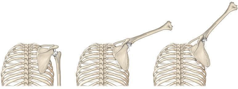 This medical illustration presents a comparative sequence of three panels demonstrating modified scapulohumeral rhythm in a patient with a reverse total shoulder arthroplasty (rTSA). The diagram shows the rib cage, scapula, and humerus during progressive arm elevation: at rest, at approximately 45 degrees, and at 90 degrees of abduction. Visible prosthetic components include a convex glenosphere mounted on the scapula and a corresponding concave humeral liner. A dashed line overlay indicates the native scapular position for comparison. The illustration highlights the biomechanical shift where, in rTSA, the scapula undergoes greater upward rotation relative to the humerus to compensate for altered joint mechanics and rotator cuff insufficiency. This increased scapular contribution is shown as a compensatory mechanism to achieve functional range of motion, providing a visual explanation of how prosthetic design influences dynamic musculoskeletal kinematics in orthopedic rehabilitation.
