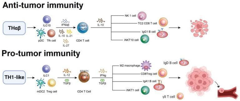 A pathophysiology diagram illustrating the divergent pathways of anti-tumor and pro-tumor immunity within the human immune system. The top panel, titled 'Anti-tumor immunity,' depicts the TH̑αβ pathway involving ILC10, pDC, and Tfh cells. Signaling via IFNαβ, IL-10, IL-21, and IL-27 leads to STAT1/STAT2 activation in CD4 T cells. These cells release IL-10 to recruit effector cells including NK 1 cells, TC2 CD8 T cells, IgG1 B cells, and iNKT10 cells, which results in tumor cell fragmentation (lysis). The bottom panel, titled 'Pro-tumor immunity,' shows the TH1-like pathway involving ILC1, mDC2, and Treg cells. Mediated by IL-12 and TGFβ, CD4 T cells express STAT1, STAT4, and STAT5, subsequently releasing IFNγ and TGFβ. This promotes the activation of M2 macrophages, CD8Treg cells, IgA1 B cells, IgD B cells, iNKT1 cells, and γδ T cells. This pathway results in tumor proliferation and metastasis into a blood vessel. The diagram uses distinct cell icons, transcription factor labels, and cytokine clusters to contrast the destructive versus supportive immune microenvironments in oncology.