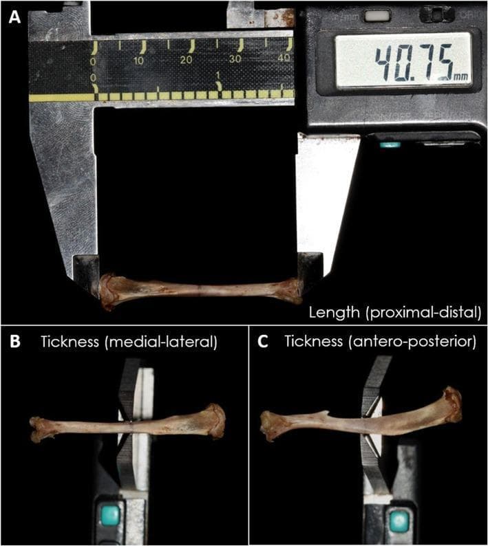 A series of three macroscopic clinical photographs (A, B, C) documenting the morphometric analysis of a tibia specimen using a digital pachymeter (caliper). Panel A demonstrates the measurement of the total longitudinal length (proximal-distal), with the digital display indicating a value of 40.75 mm. Panel B shows the measurement of diaphyseal thickness in the medial-lateral plane. Panel C illustrates the measurement of diaphyseal thickness in the antero-posterior plane. The images highlight standardized techniques for quantifying gross anatomical dimensions in orthopedic or osteological research, specifically focusing on bone morphology and physical characteristics. This type of macroscopic analysis is critical for assessing bone development, structural integrity, or the effects of experimental interventions on skeletal tissue.
