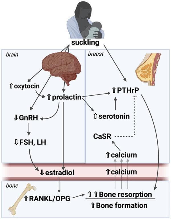 A pathophysiology diagram illustrating the brain-breast-bone axis and its regulation of mineral metabolism during lactation. The diagram begins with the 'suckling' stimulus, which triggers neural pathways to the brain and mammary gland. In the 'brain' section, suckling leads to increased levels of oxytocin and prolactin. Elevated prolactin inhibits Gonadotropic Releasing Hormone (GnRH), subsequently decreasing Follicle Stimulating Hormone (FSH) and Luteinizing Hormone (LH), which leads to reduced estradiol levels in the bloodstream. In the 'breast' section, suckling and prolactin increase Parathyroid Hormone-related Protein (PTHrP) and serotonin levels. The Calcium Sensing Receptor (CaSR) is shown providing negative feedback on PTHrP when mammary calcium levels are high. In the 'bone' section, the combined effect of low estradiol and high PTHrP increases the RANKL/OPG ratio, leading to stimulated bone resorption and bone formation (osteoclastic and osteocytic activity). This process liberates calcium into the circulation to be utilized by the mammary gland for milk production. The diagram effectively maps the hormonal cascade coordinating maternal skeletal turnover with neonatal nutritional demands.