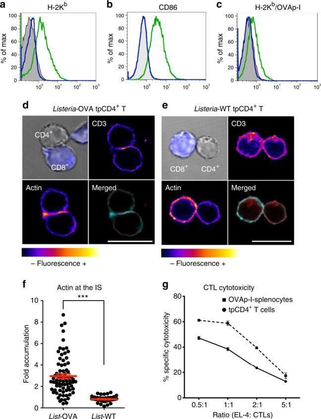 This composite educational image illustrates the antigen-presenting capacity of transphagocytic CD4+ T cells (tpCD4+). Panels (a-c) present flow cytometry histograms showing increased expression of H-2Kb, CD86, and the OVAp-I/H-2Kb complex on CD4+ T cells following transphagocytosis of Listeria-OVA, indicating acquisition of MHC-I and costimulatory molecules. Panels (d) and (e) display confocal microscopy images of conjugates between tpCD4+ T cells and naive CD8+ T cells. In the Listeria-OVA group (d), there is a distinct accumulation of CD3 (red in merged) and polymerized actin (cyan in merged) at the cell-cell interface, signifying a mature immunological synapse (IS). In contrast, the Listeria-WT group (e) lacks this organized synapse structure. Panel (f) provides quantitative analysis of actin accumulation at the IS, showing significantly higher fold-accumulation in Listeria-OVA conjugates (P < 0.001). Panel (g) is a line graph demonstrating that CD8+ cytotoxic T lymphocytes (CTLs) activated by these tpCD4+ cells exhibit robust specific cytotoxicity against target cells, comparable to splenocyte-activated controls. The content is relevant to immunology, specifically cross-presentation and T-cell activation mechanisms.