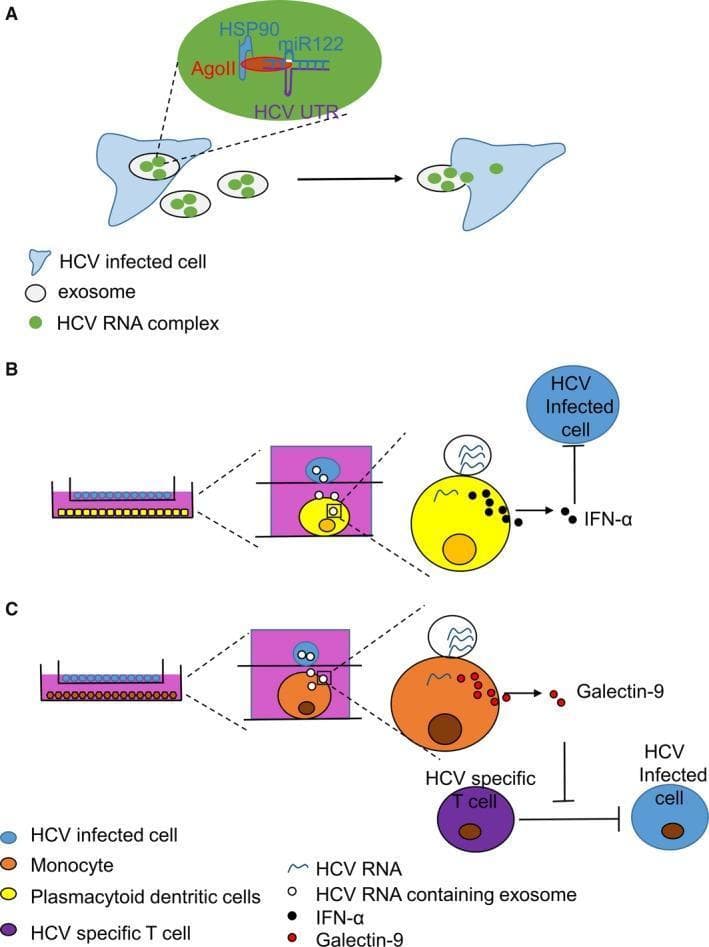 A three-part pathophysiology diagram (A, B, C) illustrating the roles of exosomes in Hepatitis C Virus (HCV) infection, immune activation, and immune escape. Panel A depicts an anatomical diagram of exosome-mediated transmission, showing an HCV-infected cell releasing exosomes containing an 'HCV RNA complex.' A magnified view of the complex identifies its components: HSP90, AgoII, miR122, and HCV UTR. Panel B illustrates the innate immune response where HCV RNA-containing exosomes are transferred to a Plasmacytoid Dendritic Cell (pDC), triggering the secretion of IFN-α, which subsequently inhibits the infected cell. Panel C demonstrates immune escape mechanisms; exosomes from an infected cell stimulate a monocyte to release Galectin-9. This protein inhibits HCV-specific T cells, which would otherwise suppress the infected cell. The diagrams use color-coded cell types (HCV-infected cells in blue, pDCs in yellow, monocytes in orange, and T cells in purple) and molecular labels to show how viral cargo impacts intercellular communication and host immunity within the liver microenvironment.