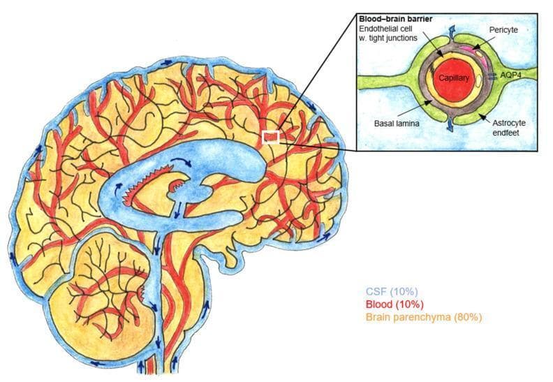 This pathophysiology diagram illustrates the glymphatic pathway and the structure of the blood-brain barrier (BBB) within the human brain. The main image shows a mid-sagittal section of the brain, color-coded to represent volume distribution: brain parenchyma (yellow, 80%), blood vessels (red, 10%), and cerebrospinal fluid (blue, 10%). Blue arrows indicate CSF flow from the subarachnoid space into the ventricles and along perivascular spaces. An inset provides a magnified cross-section of the BBB surrounding a central capillary. Key anatomical components identified in the inset include the endothelial cell layer with tight junctions, the basal lamina, and embedded pericytes. The outer layer consists of astrocyte endfeet, which are explicitly labeled as expressing aquaporin 4 (AQP4) water channels. The diagram demonstrates the physiological relationship between the vascular system and CSF movement, highlighting the cellular interface responsible for fluid transport and metabolic waste clearance in the central nervous system.