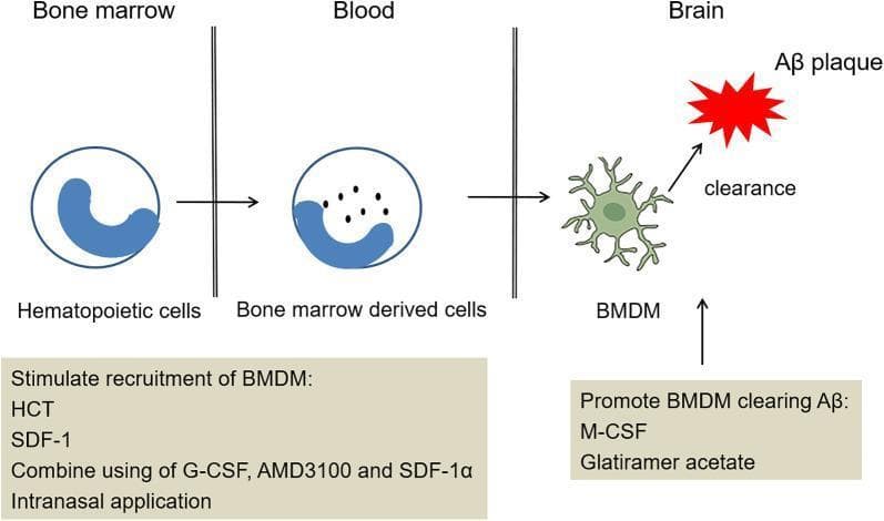 A medical illustration depicting the recruitment and differentiation of bone marrow-derived cells for the treatment of Alzheimer's disease. The diagram is divided into three sections: Bone Marrow, Blood, and Brain. It shows the progression of hematopoietic cells (round with large blue nuclei) from the bone marrow into the systemic circulation as bone marrow-derived cells, and finally into the brain parenchyma. In the brain, these cells differentiate into bone marrow-derived microglia (BMDM), visualized as green, ramified cells with multiple irregular cytoplasmic protrusions. The BMDM are shown interacting with a red, star-shaped amyloid-beta (Ạβ) plaque, with an arrow indicating 'clearance.' Two text boxes summarize pharmacological interventions: the first lists HCT, SDF-1, and G-CSF/AMD3100 for stimulating recruitment; the second lists M-CSF and Glatiramer acetate for promoting Ạβ clearance. This diagram illustrates the cellular pathway and potential therapeutic targets for enhancing immune-mediated amyloid degradation in the central nervous system.